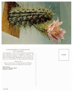 Echinocereus Engelmanii, Parry Rumpler (26624