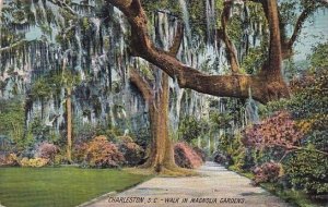 Walk In Magnolia Gardens Charleston South Carolina