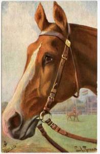 Tuck The Horse Signed Horse Postcard