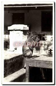 Postcard Old Monkey Blida type of monkey in freedom