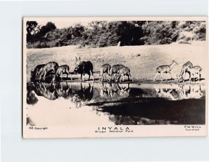 Postcard Inyala Kruger National Park South Africa