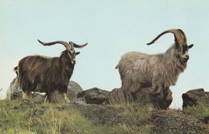 Wild Goats Northumberland Kielder Forest 1970s Postcard