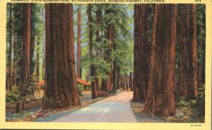 Redwood Highway at Richardson Grove - CA California - Linen