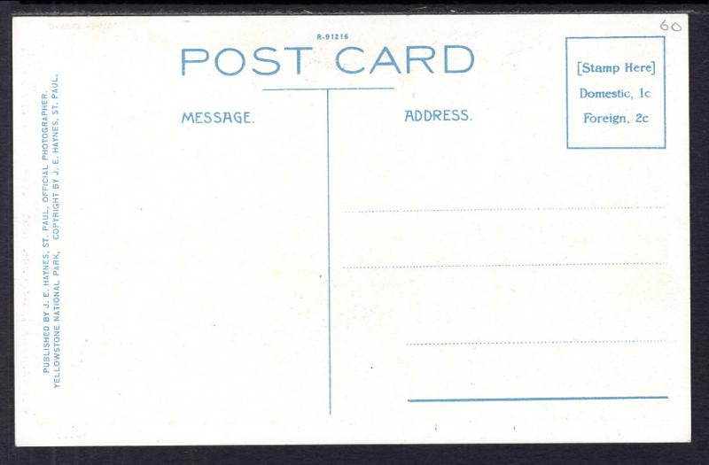 Wild Buckwheat,Yellowstone National Park