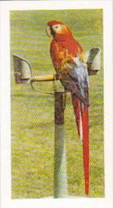 Hornimans Tea Trade Card Pets No 31 Macaws