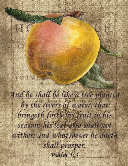 Mixed Postcard Set 6, Proverbs & Psalms Decorated /Vintage Fruit Images on set