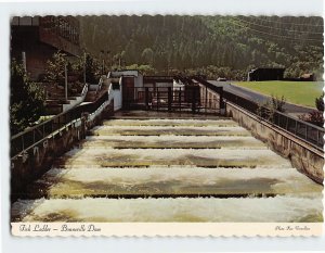 Postcard Fish Ladder, Bonneville Dam