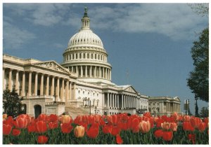 Vintage Postcard United States Capitol Resounding Deed American Democracy