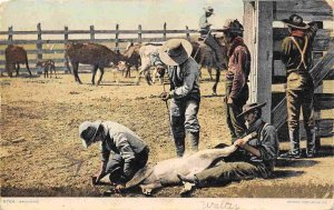 Cowboy Branding Calf Round Up 1910c postcard