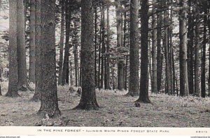 Illinois White Pines Forest State Park Scene In The Pine Forest