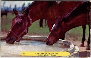 Postcard HOTEL SCENE Amarillo Texas TX AM4662