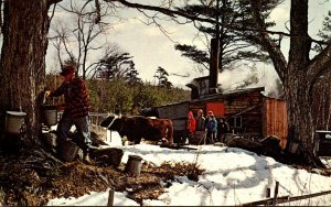 New Hampshire Maple Sugar Time In New England