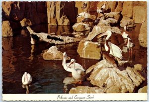 Postcard - Pelicans And European Stork, Busch Gardens - Los Angeles, California