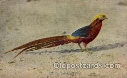 Golden Pheasant, New York Zoological Park New York, USA Unused 