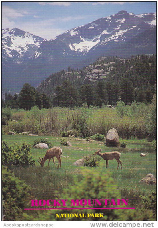 Colorado Rocky Mountain National Park Mule Deer Grazing in Moraine Park