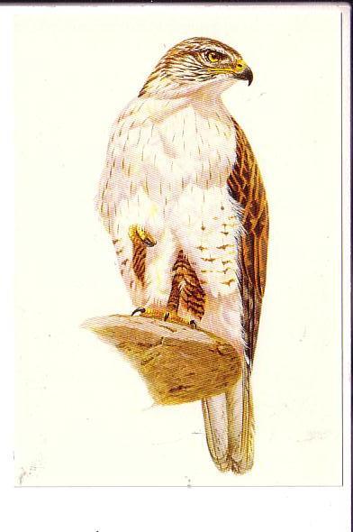 Ferrugious Hawk, North Amer4ican Birds, Reader's Digest