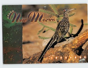 Postcard Roadrunner, New Mexico