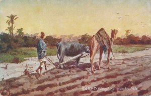 Farmer with OX and Camel pulling Plough in Egypt - DB - Tuck Oilette