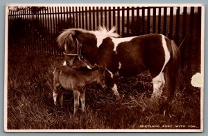 Postcard RPPC c1940s United Kingdom Shetland Pony With Foal