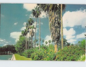 Postcard Stately tall Washington Palms Rio Grande Valley Of Texas USA