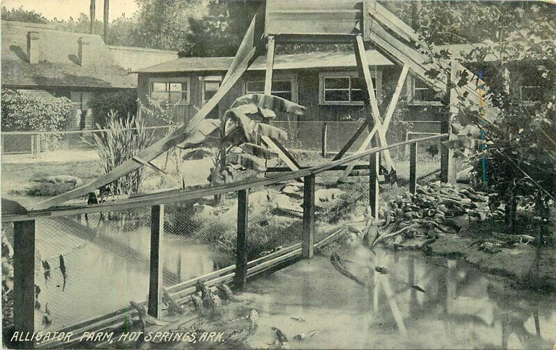 Hot Springs Arkansas Alligator Farm C-1910 Wheelock Postcard 21-7733
