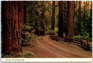 Postcard - Byway in the Redwoods, Redwood Forest, Redwood Highway - California