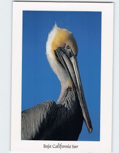 Postcard Pelicano de Baja California Sur, Mexico