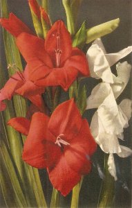 Flowers. Ghent Gladioulus  Beauiful Swiss postcard 1950s