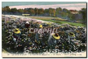 Old Postcard Cote d & # 39Azur picking daisies