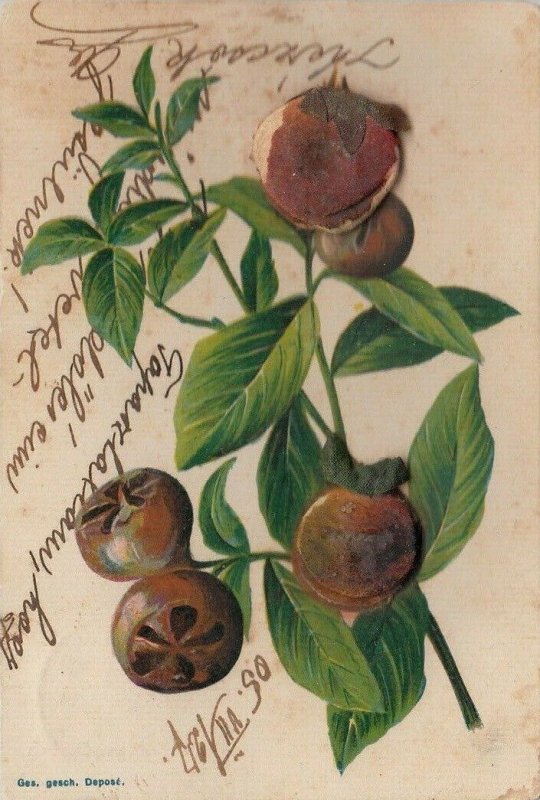 Mespilus germanica medlar open-arse or monkey's bottom very embossed fruits 1905