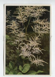 427996 Flower Aruncus silvester Vintage Sammelwerk Tobacco Card w/ ADVERTISING