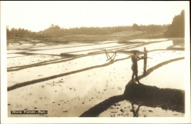 Bali Indonesia Rice Fields Canadian Pacific Cruise Issued Real Photo Postcard