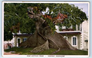 Silk Cotton Tree - Nassau BAHAMAS Postcard