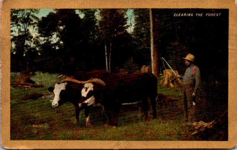 Clearing The Forest Man With Ox Team 1908