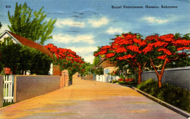 Bahamas - Nassau, Royal Poincianas