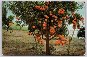 1908 Grapefruit In California Fruit Bearing Tree Tropical Fruit Posted Postcard