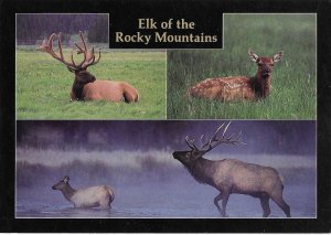 Elk of the Rocky Mountains Split View 4 by 6