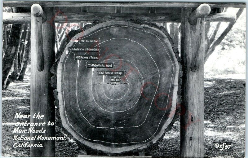 Entrance Muir Woods RPPC Historical Tree Ring Battle Hastings, Magna Carta A5