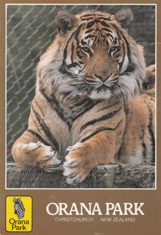 Giant Tiger At Orana Park New Zealand Zoo Postcard