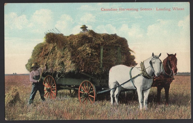 Canada Canadian Harvesting Scene - Loading Wheat Wagon and Horses ~ Und/B