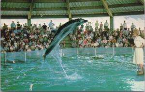 Wela Bottlenose Porpoise Ocean Science Center Hawaii HI Unused Postcard E14 