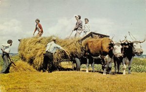 Hay Making Longhorn Steer Bull Nova Scotia, Canada 1972 