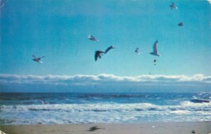 United States greetings from Old Orchard Beach Me. seagulls