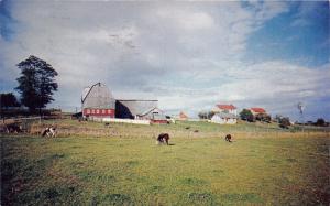 St Jacobs Ontario Canada~Old Order Mennonite Farm~Cows Grazing~1960 Pc