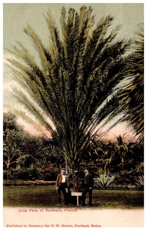 Florida  Date palm