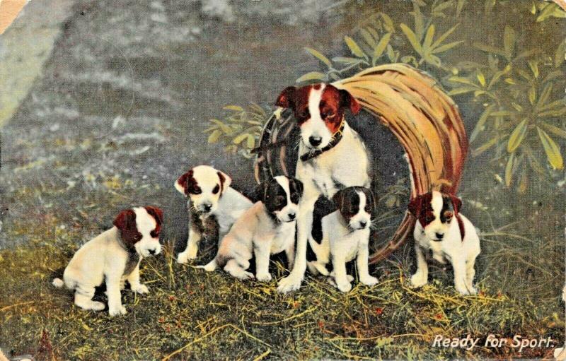 READY FOR SPORT-MOTHER &FIVE FOX TERRIER PUPPIES~1909 TUCK POSTCARD