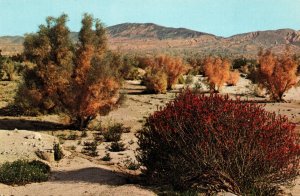 Penstemmon (Firebush) and Smoke Trees