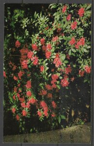 Georgia, Pine Mountain - Callaway Gardens - Plumleaf - [GA-083]