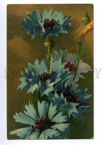 148550 Cornflowers By C. KLEIN vintage PC