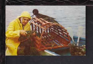 Lobster Fisherman Postcard 